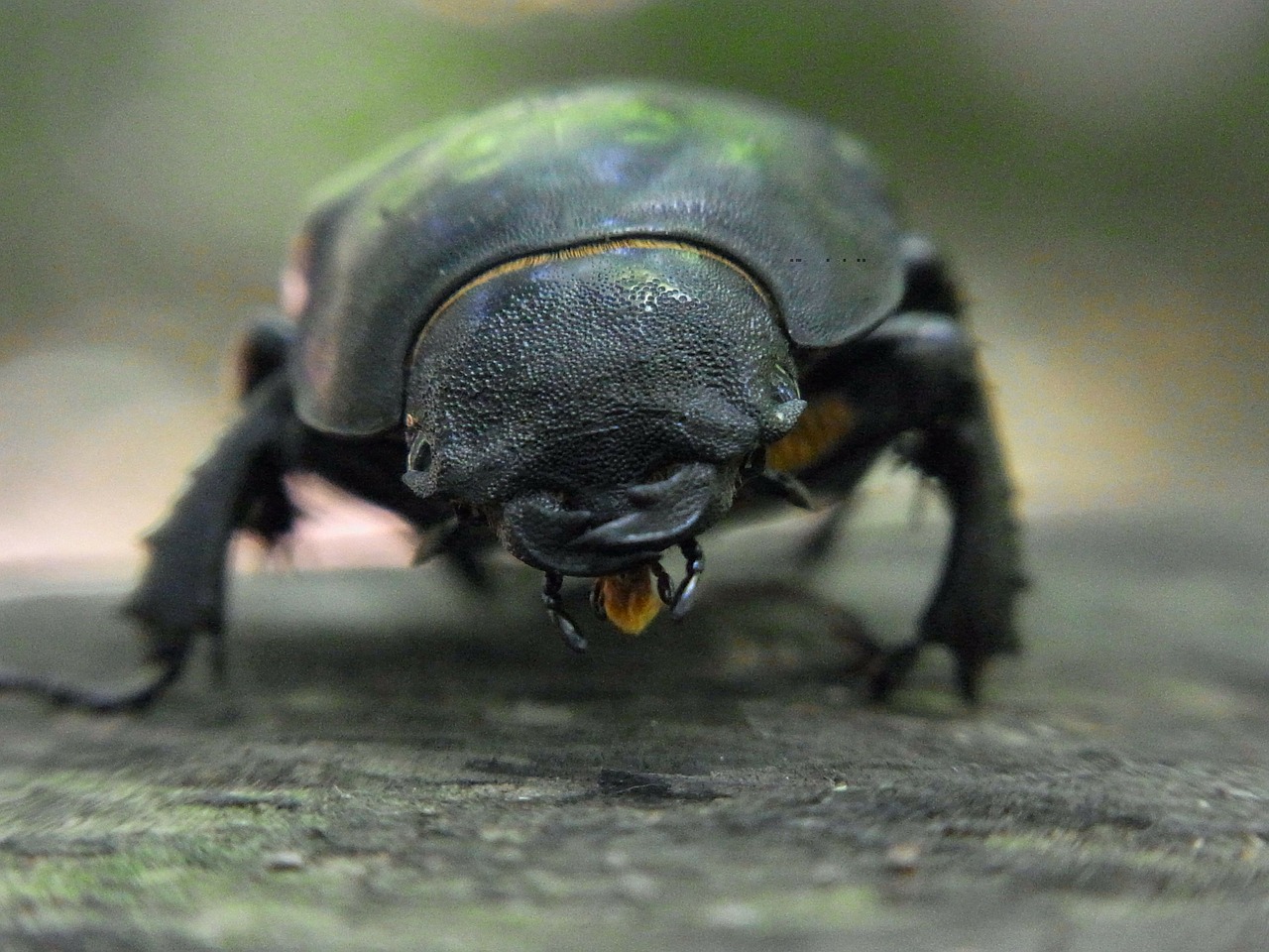 beetle stag beetle lucanus servus free photo
