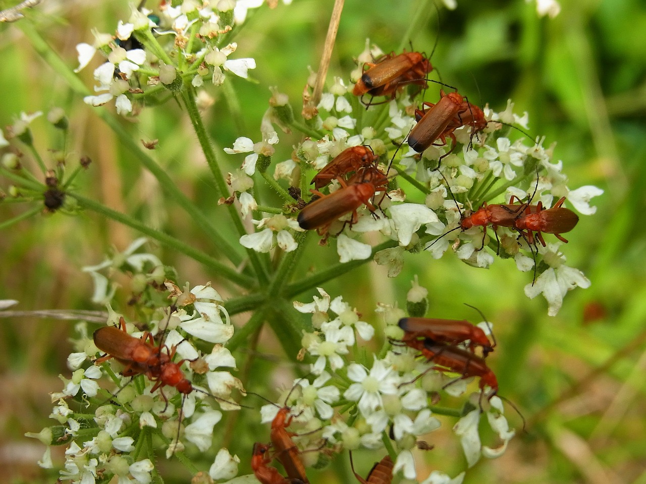 beetle soldier beetle insect free photo