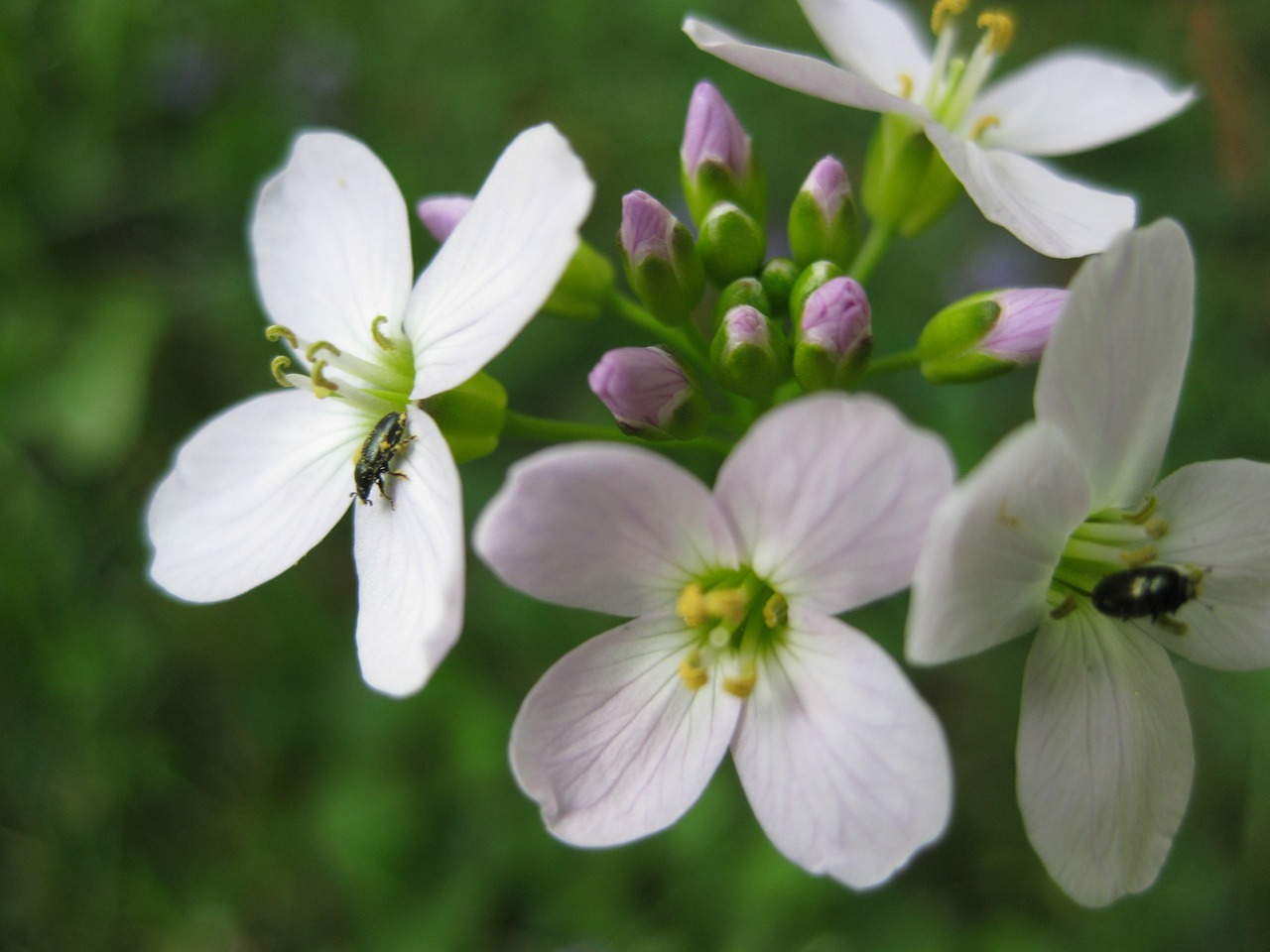 beetle flowers pollen free photo