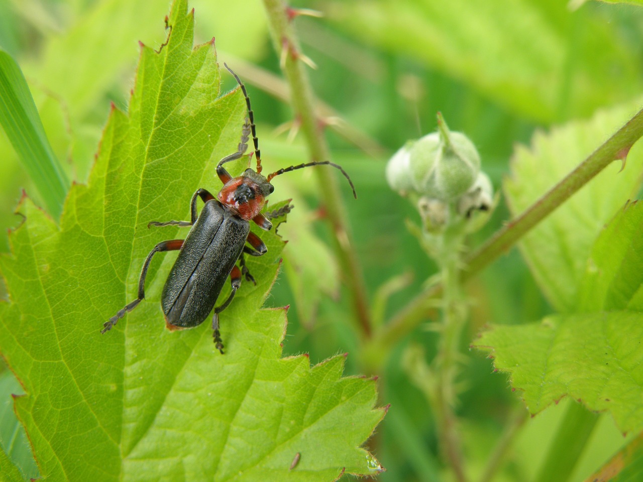 beetle insect longhorn beetles free photo