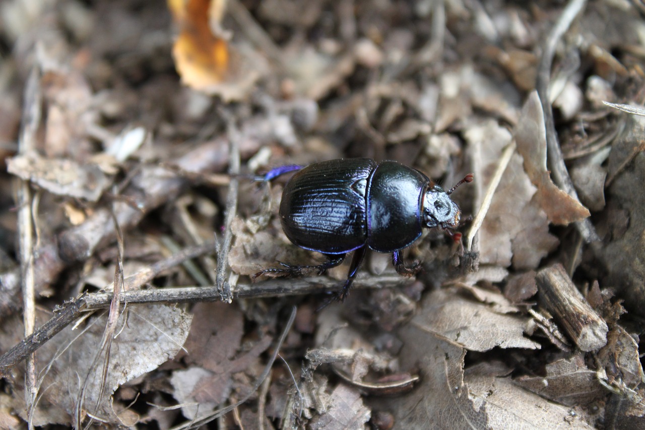 beetle stag beetle forest free photo