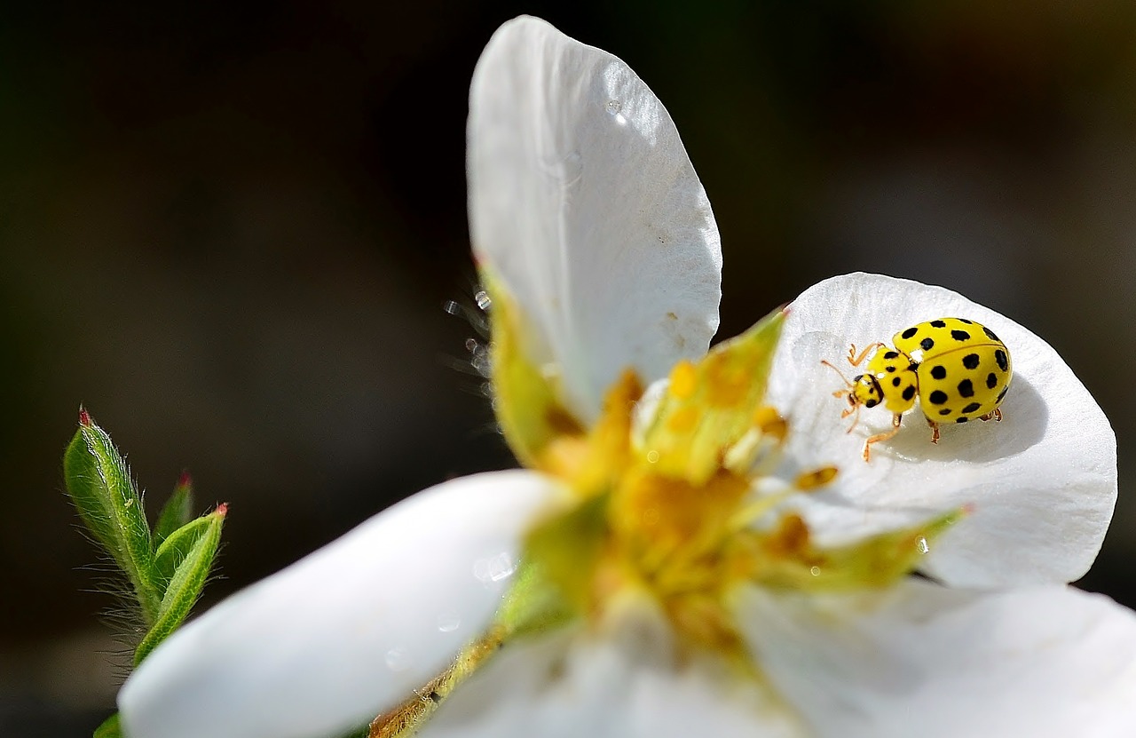 beetle yellow spotted free photo