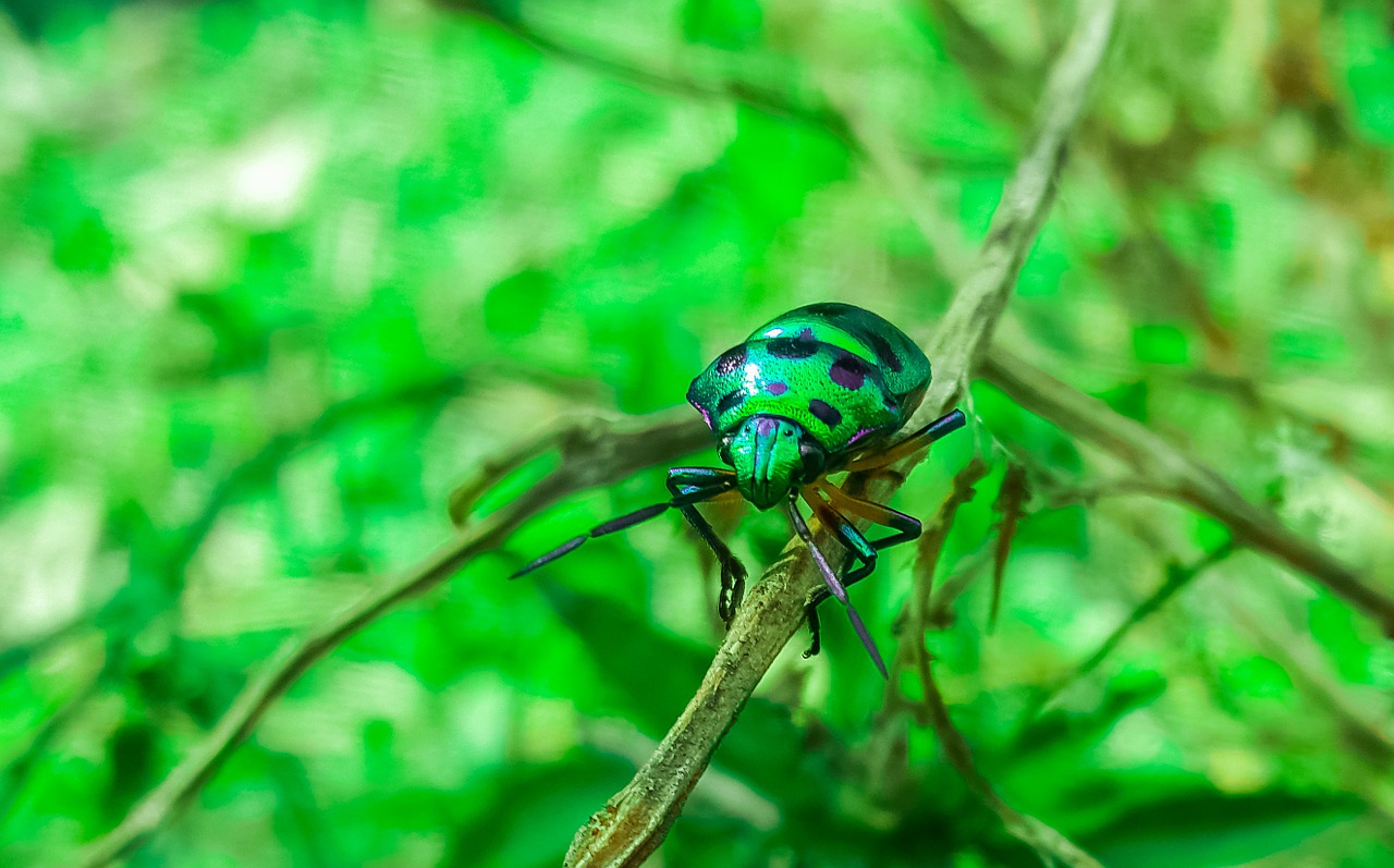 beetle green insect free photo