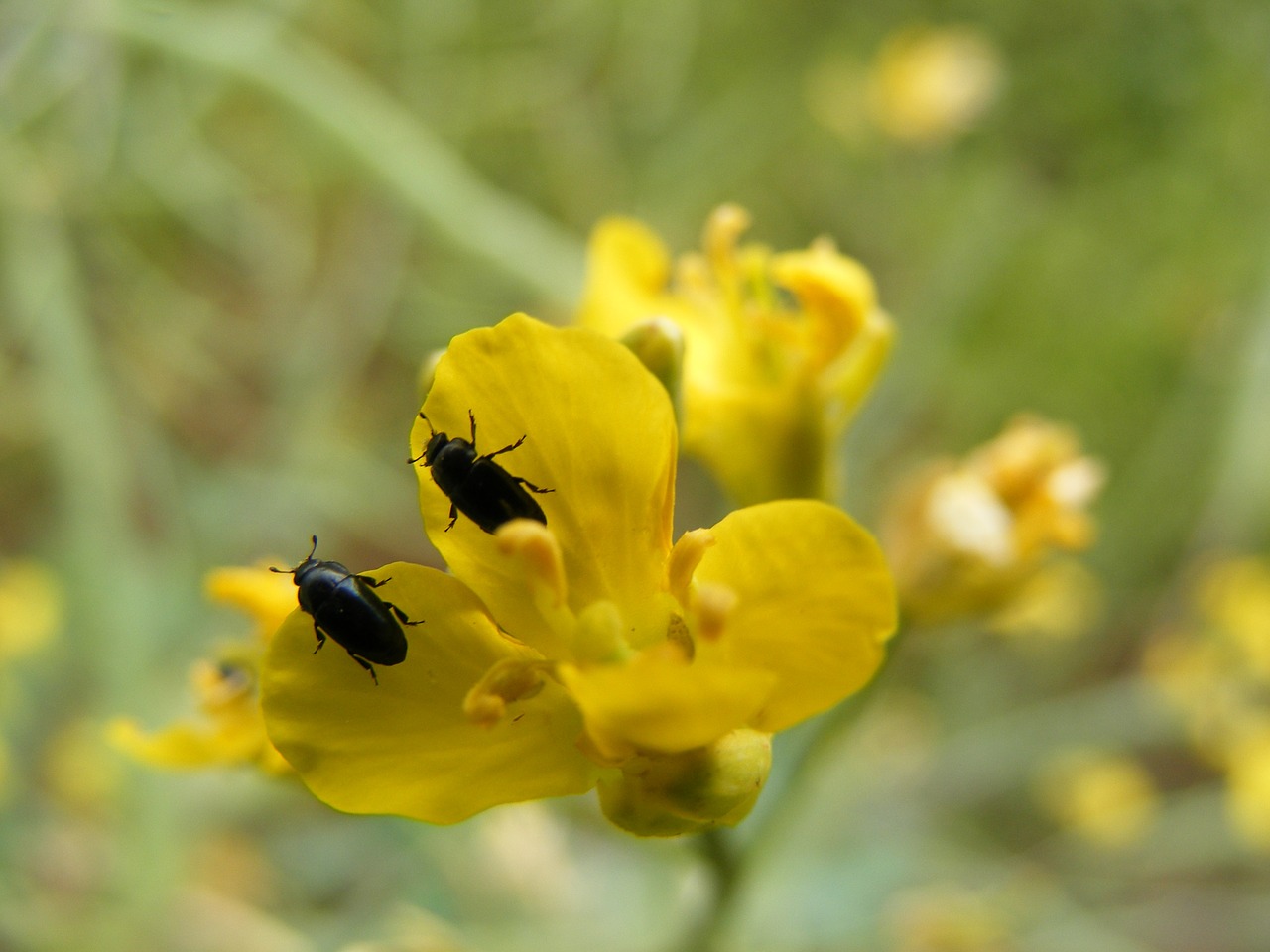 beetle flower yellow free photo