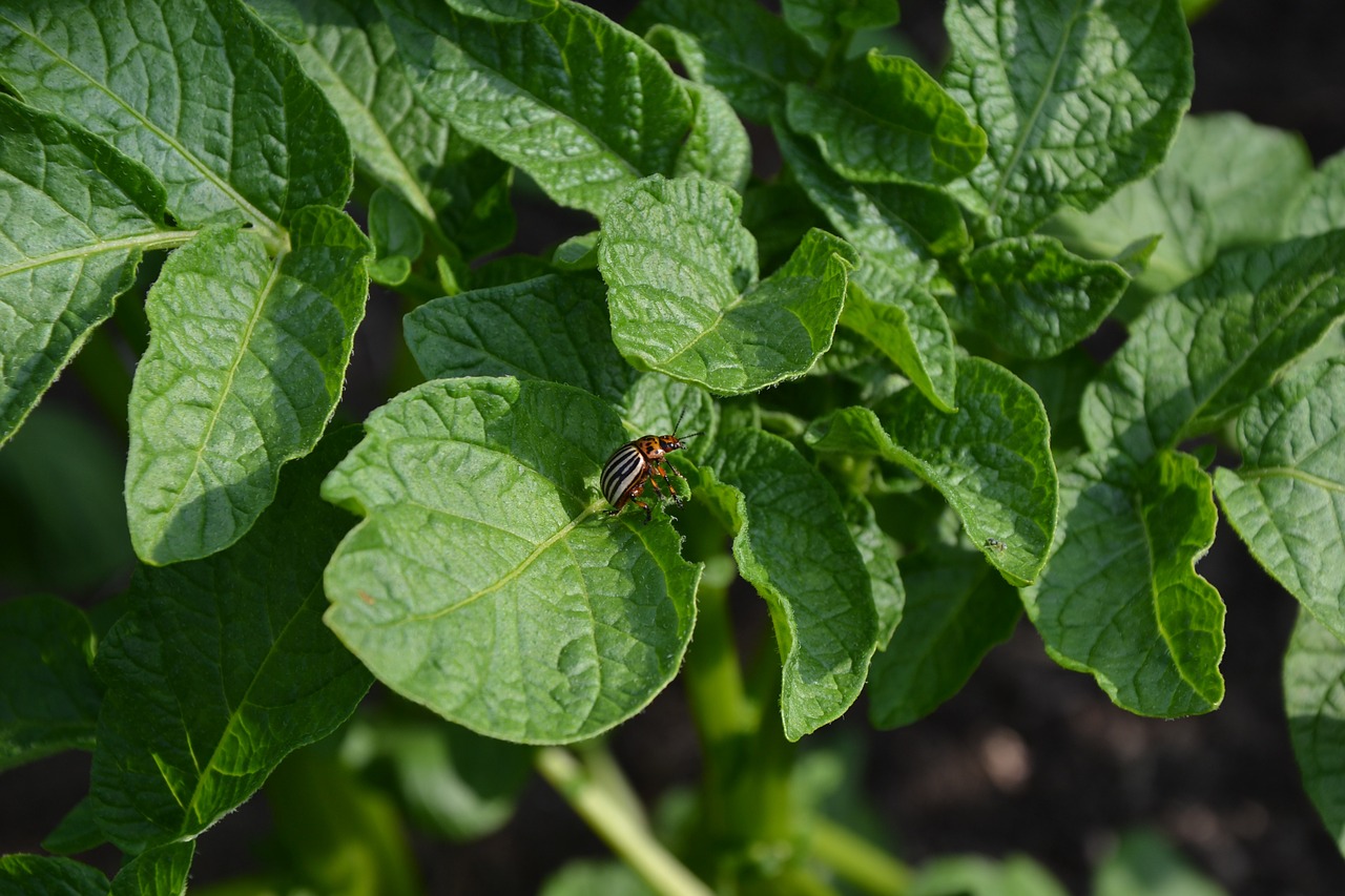 beetle potato garden free photo