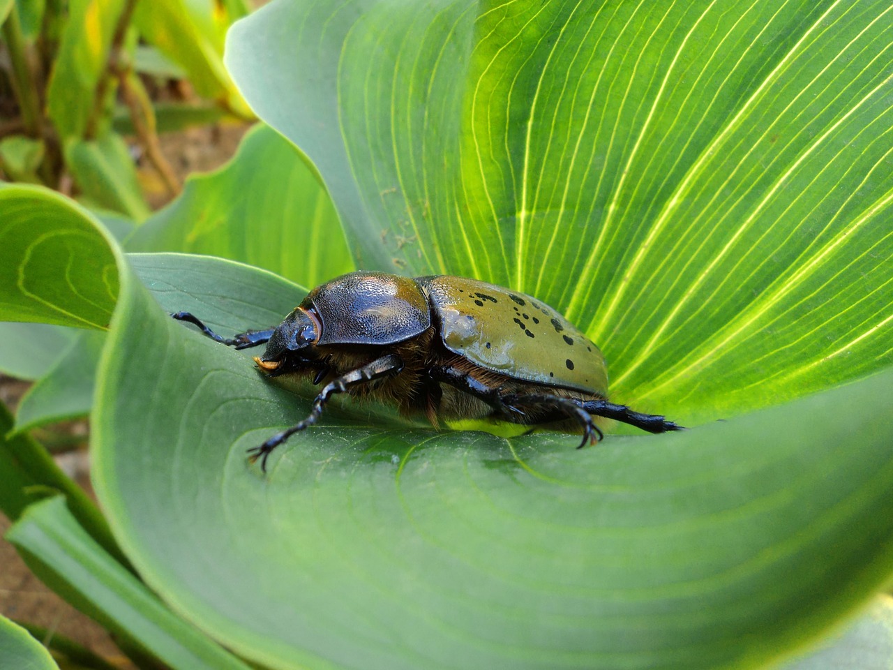 beetle insect animal free photo