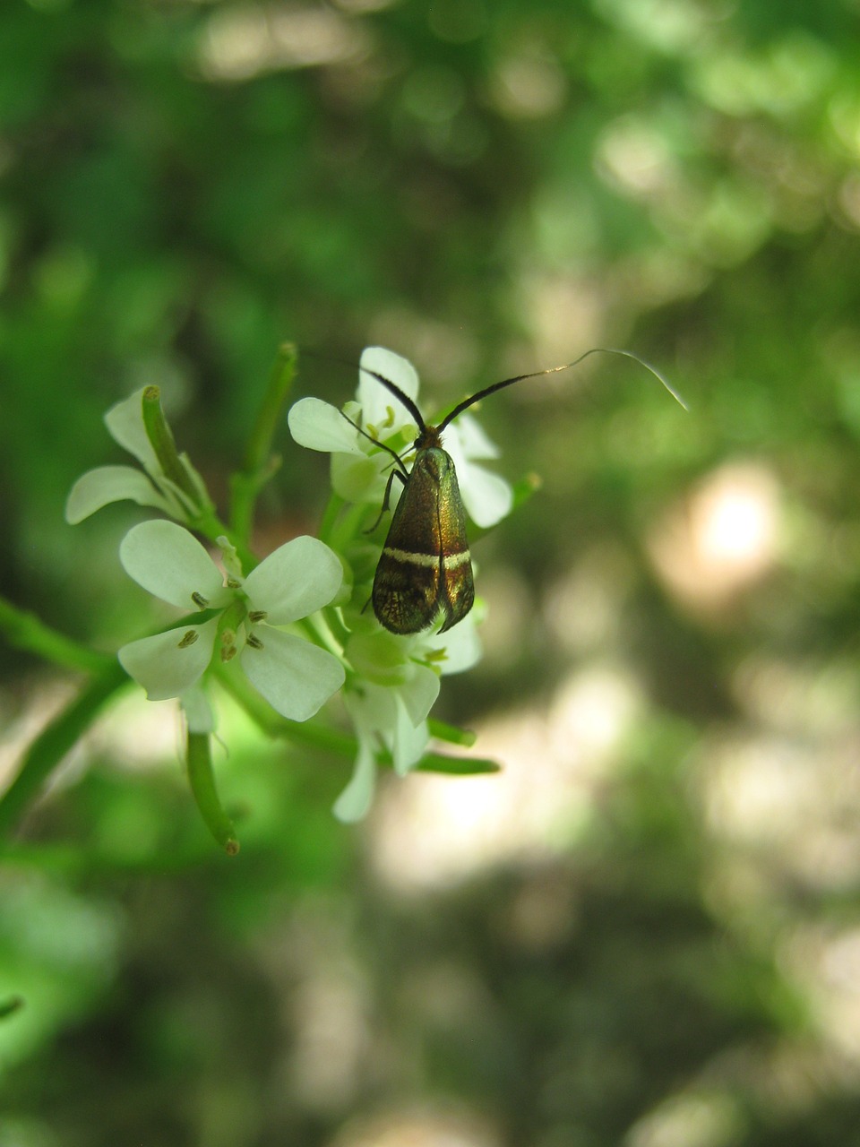 beetle flower insect free photo