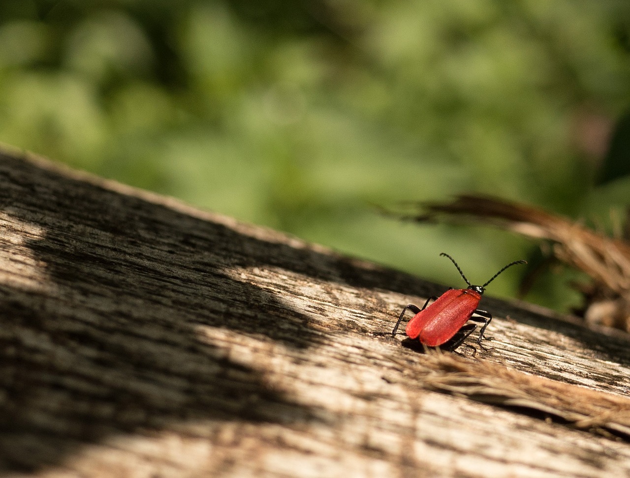 beetle red log free photo