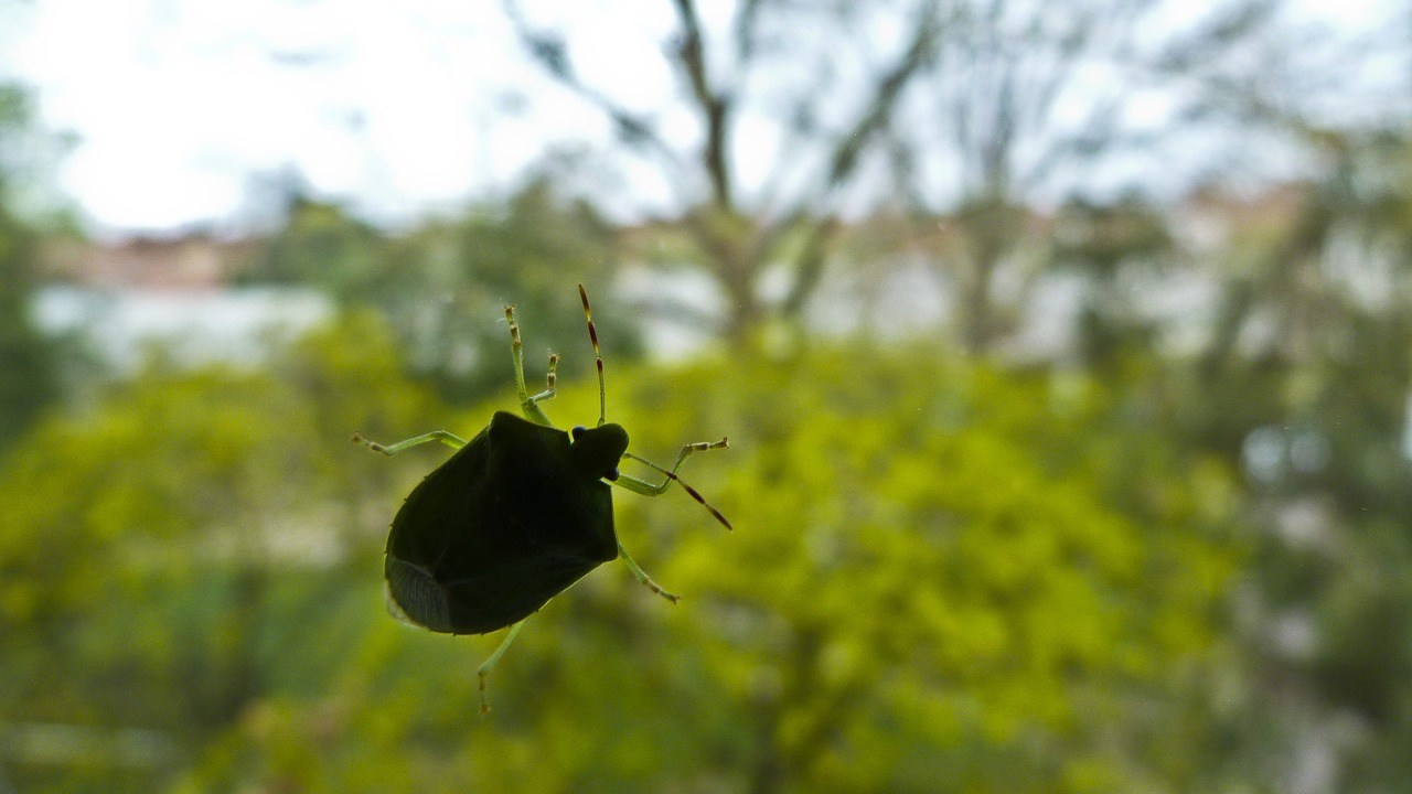 beetle glass nature free photo