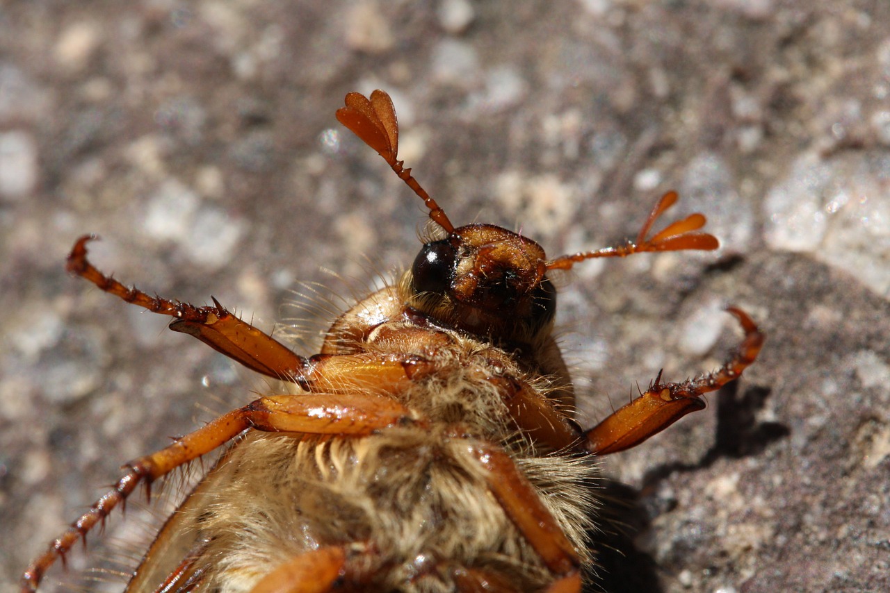 beetle insect macro free photo