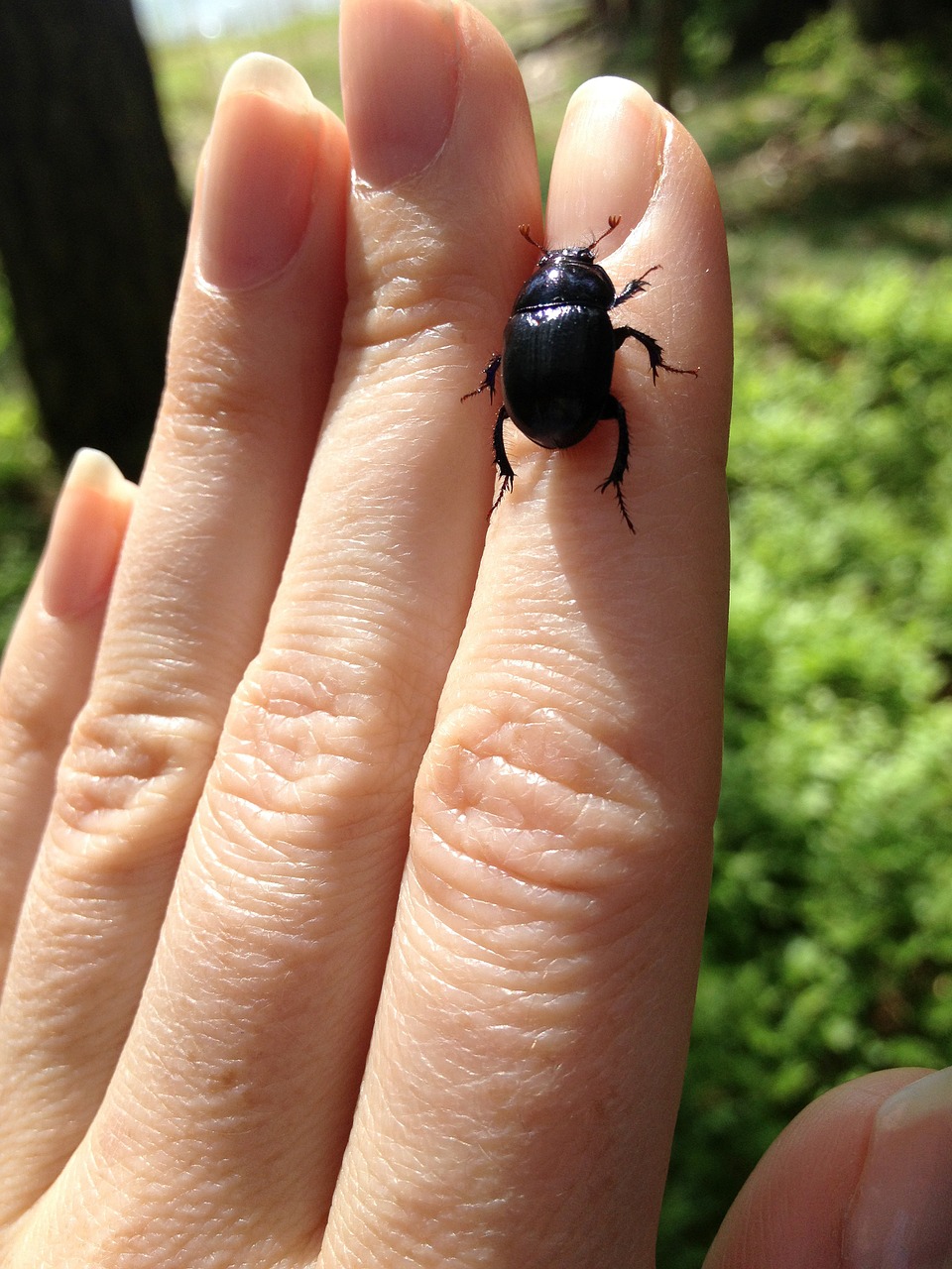 beetle hand fingers free photo