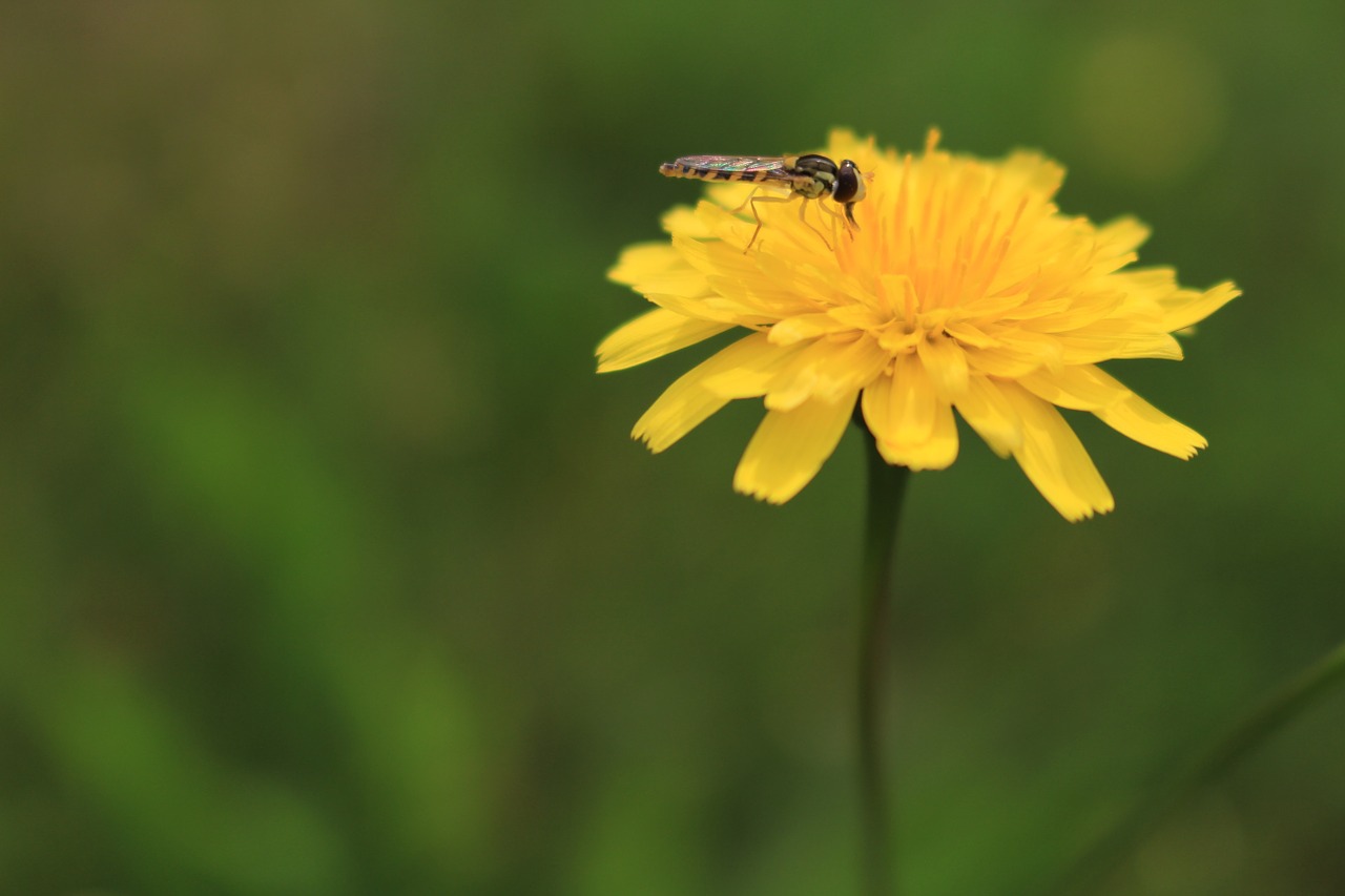 beetle flower nature free photo