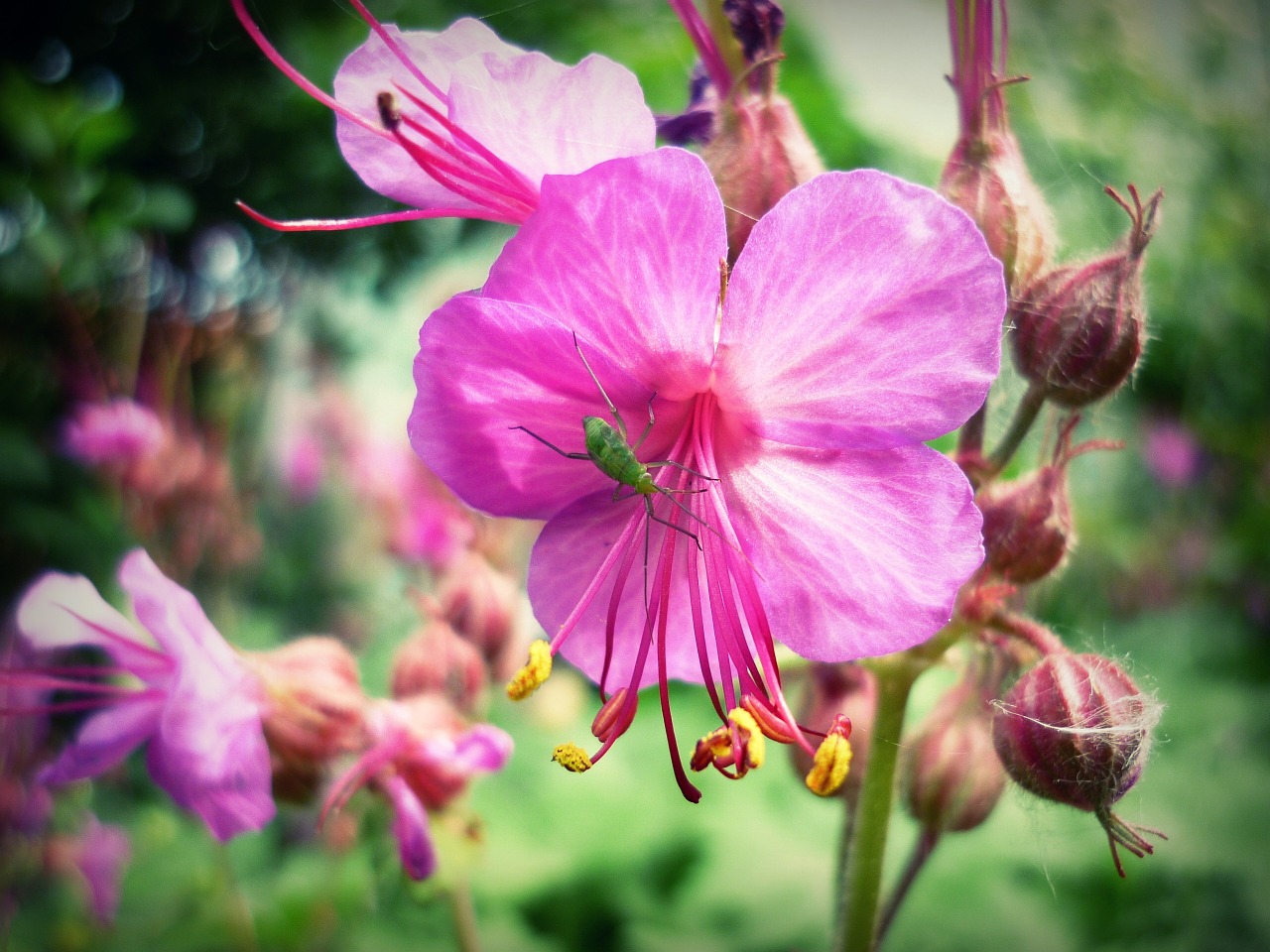 beetle flower macro free photo