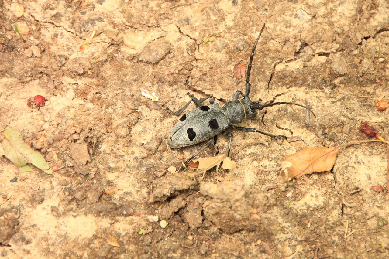 beetle black bug free photo