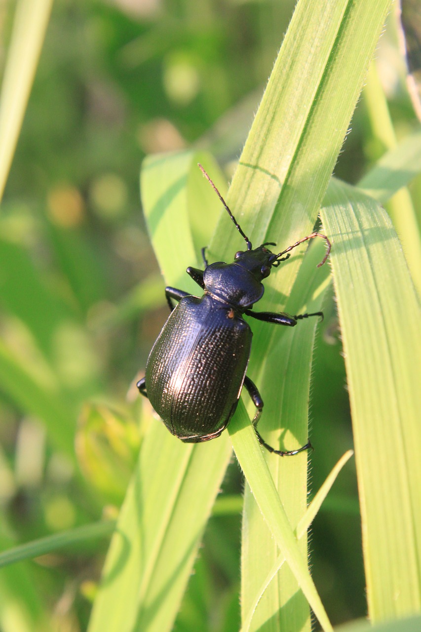 beetle black calosoma free photo