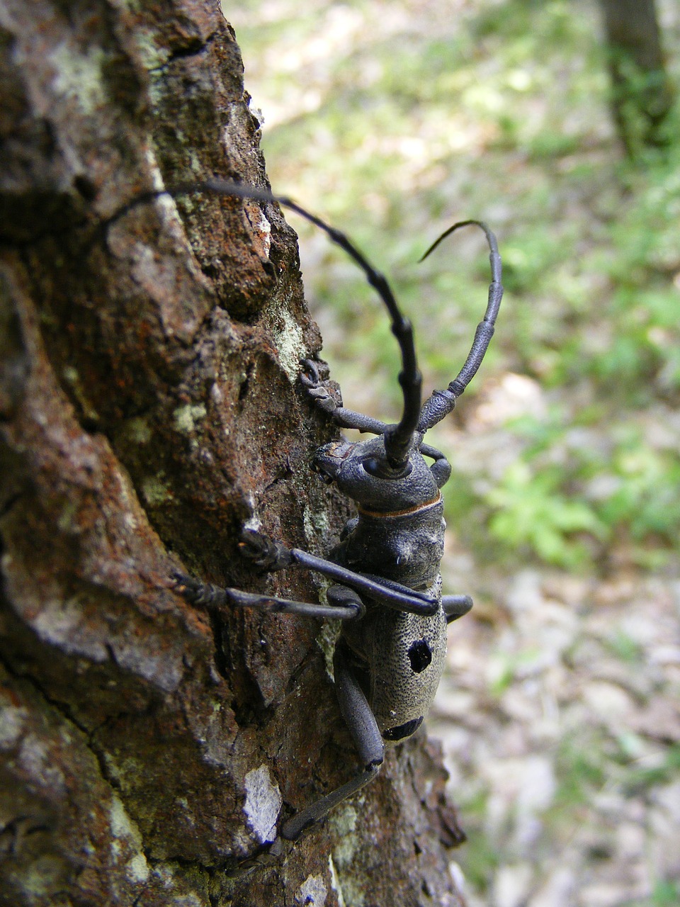 beetle capricorn cerambyx free photo