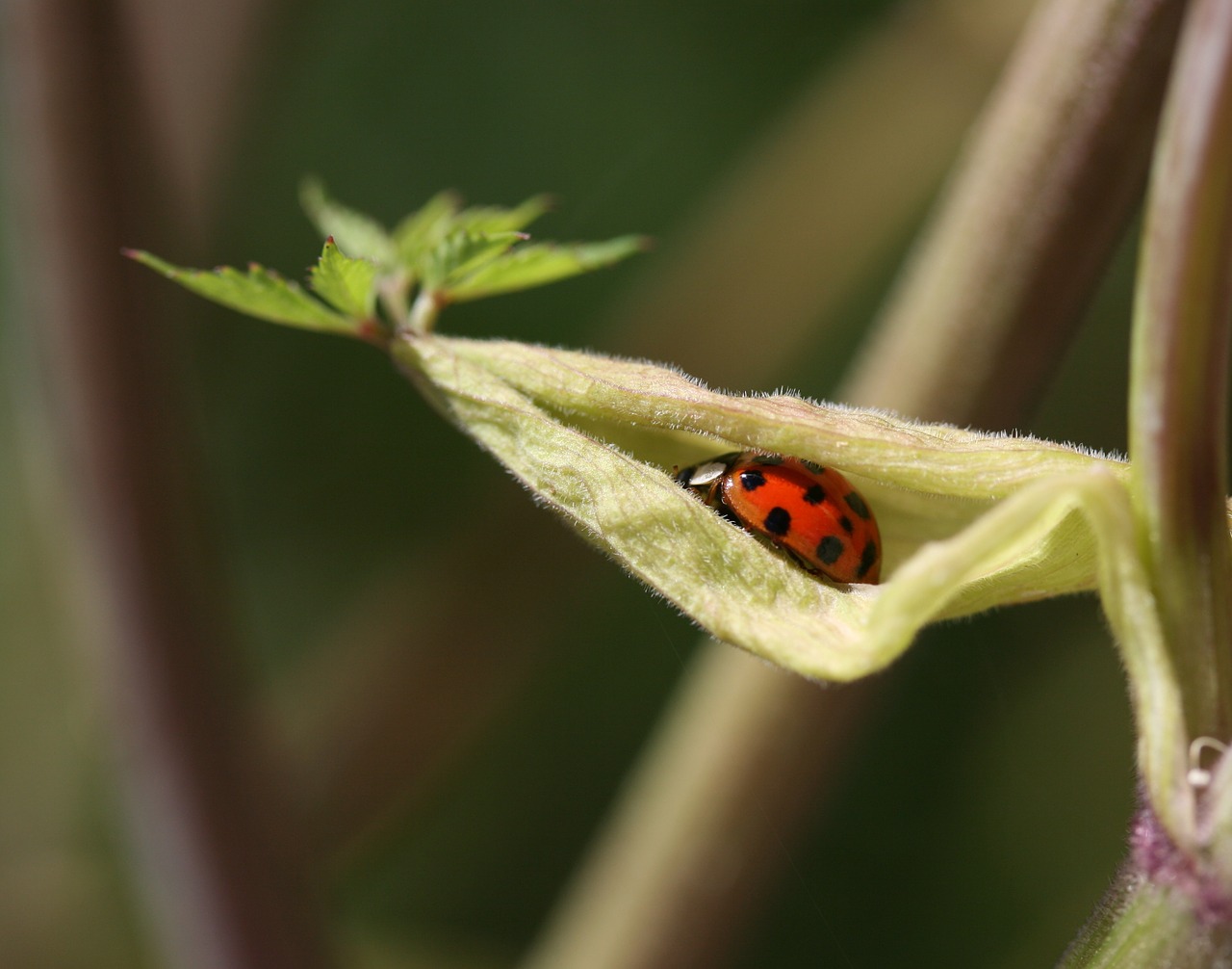 beetle leaf red free photo