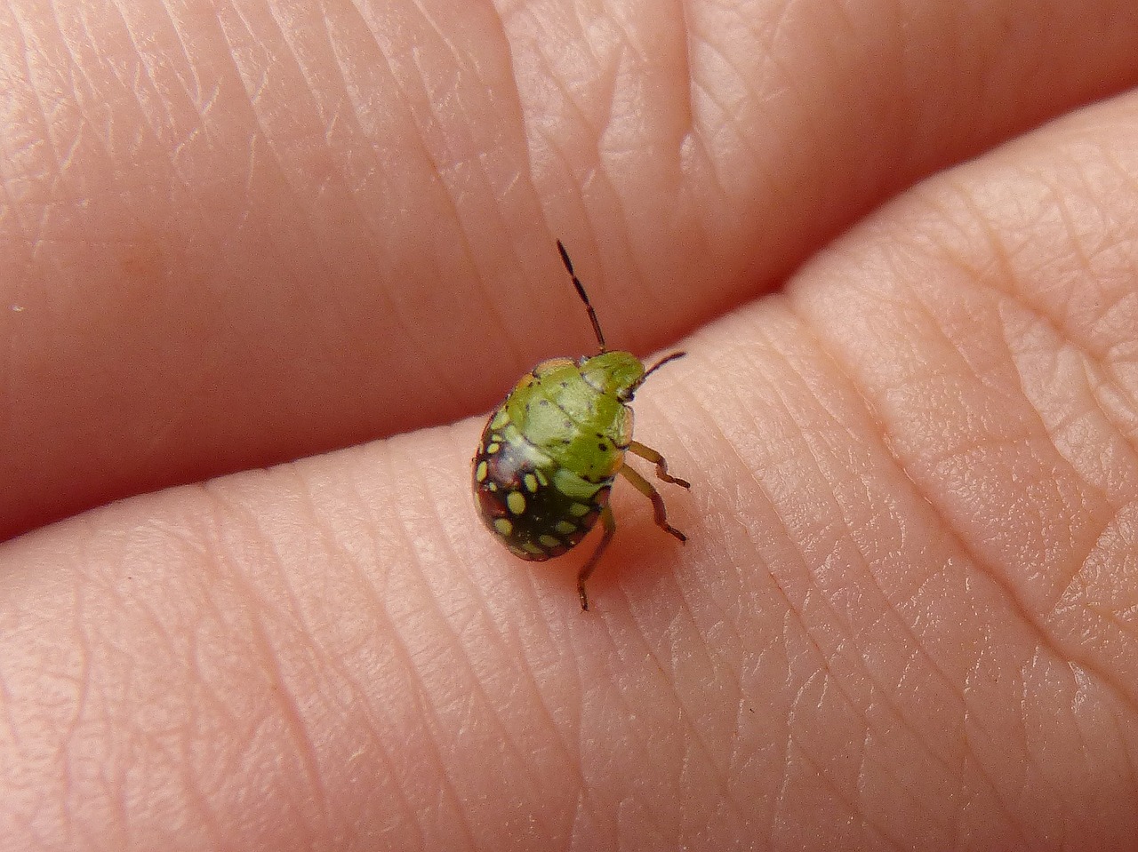 beetle green small free photo