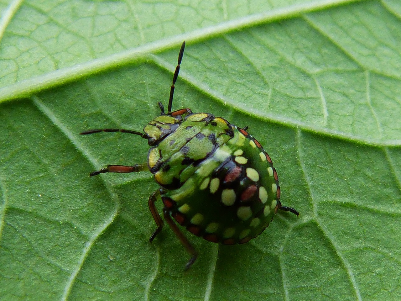 beetle green colors free photo