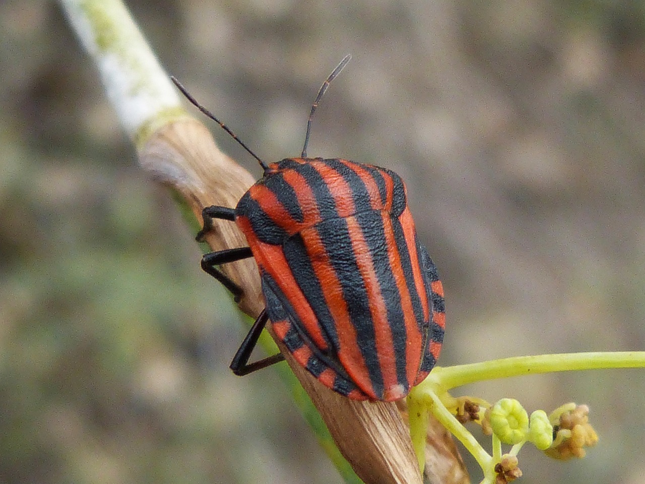 beetle striped small free photo