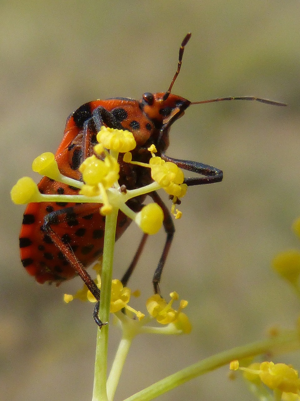 beetle flower orange free photo