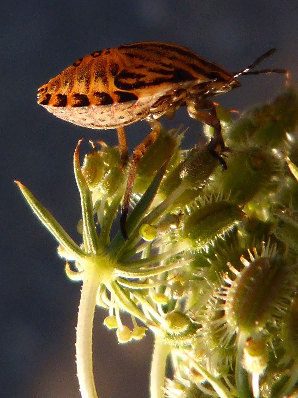 beetle orange insect free photo