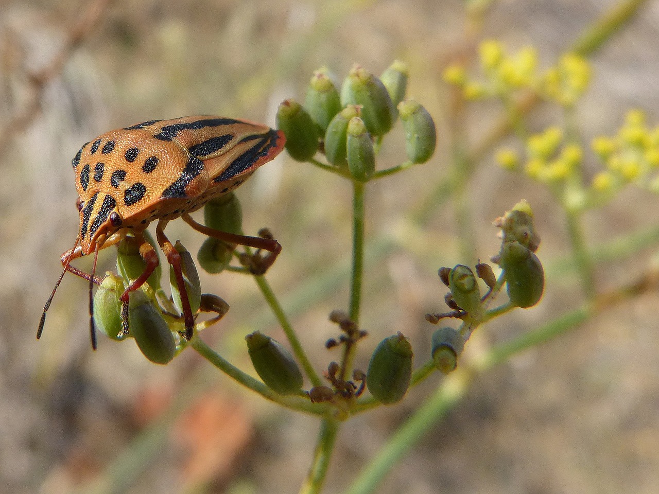 beetle orange insect free photo