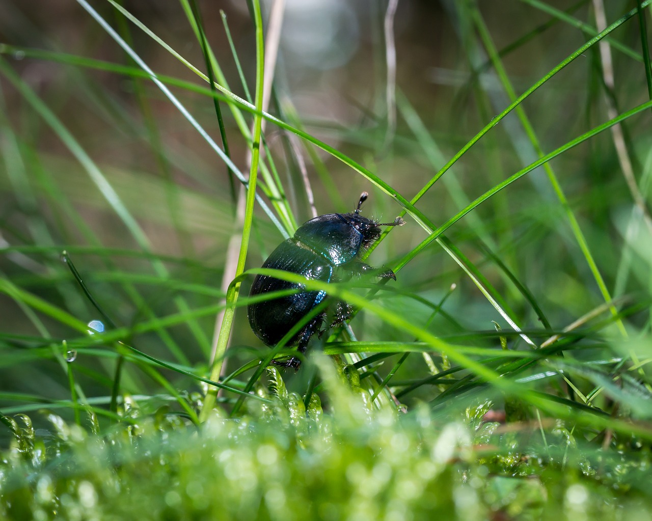 beetle dung beetle moss free photo