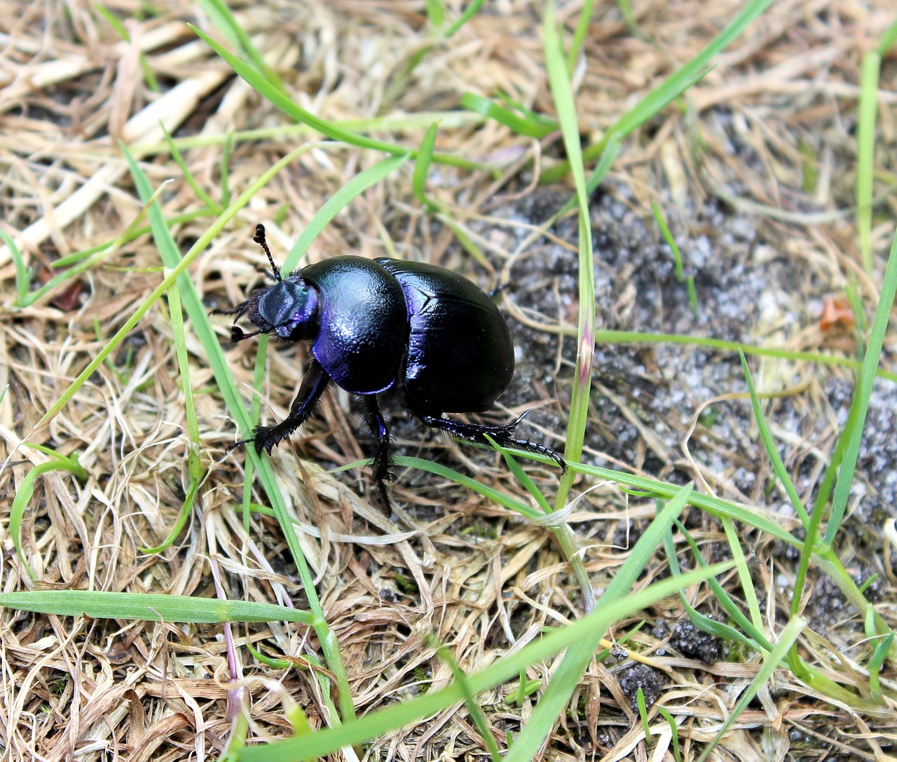 beetle black grass free photo