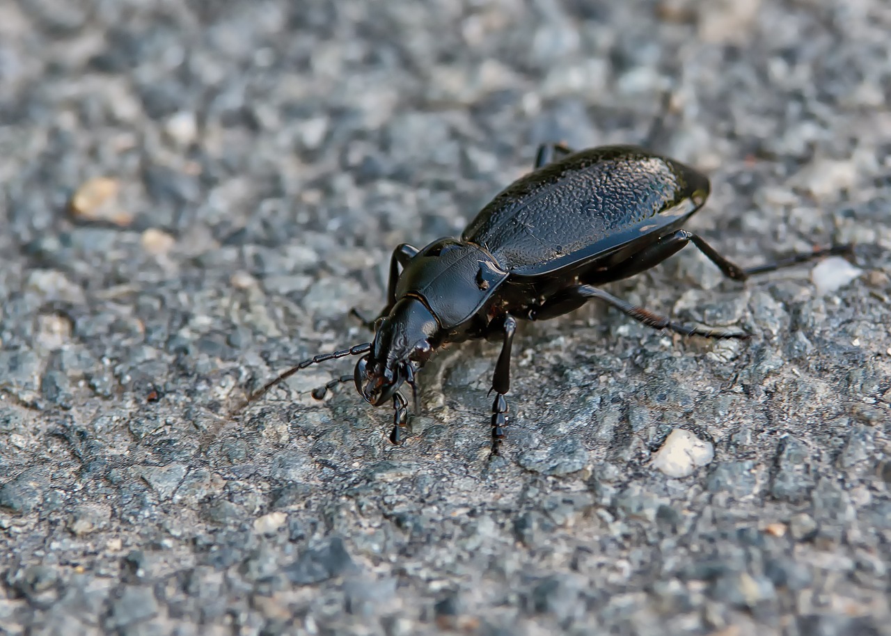 beetle insect forest free photo