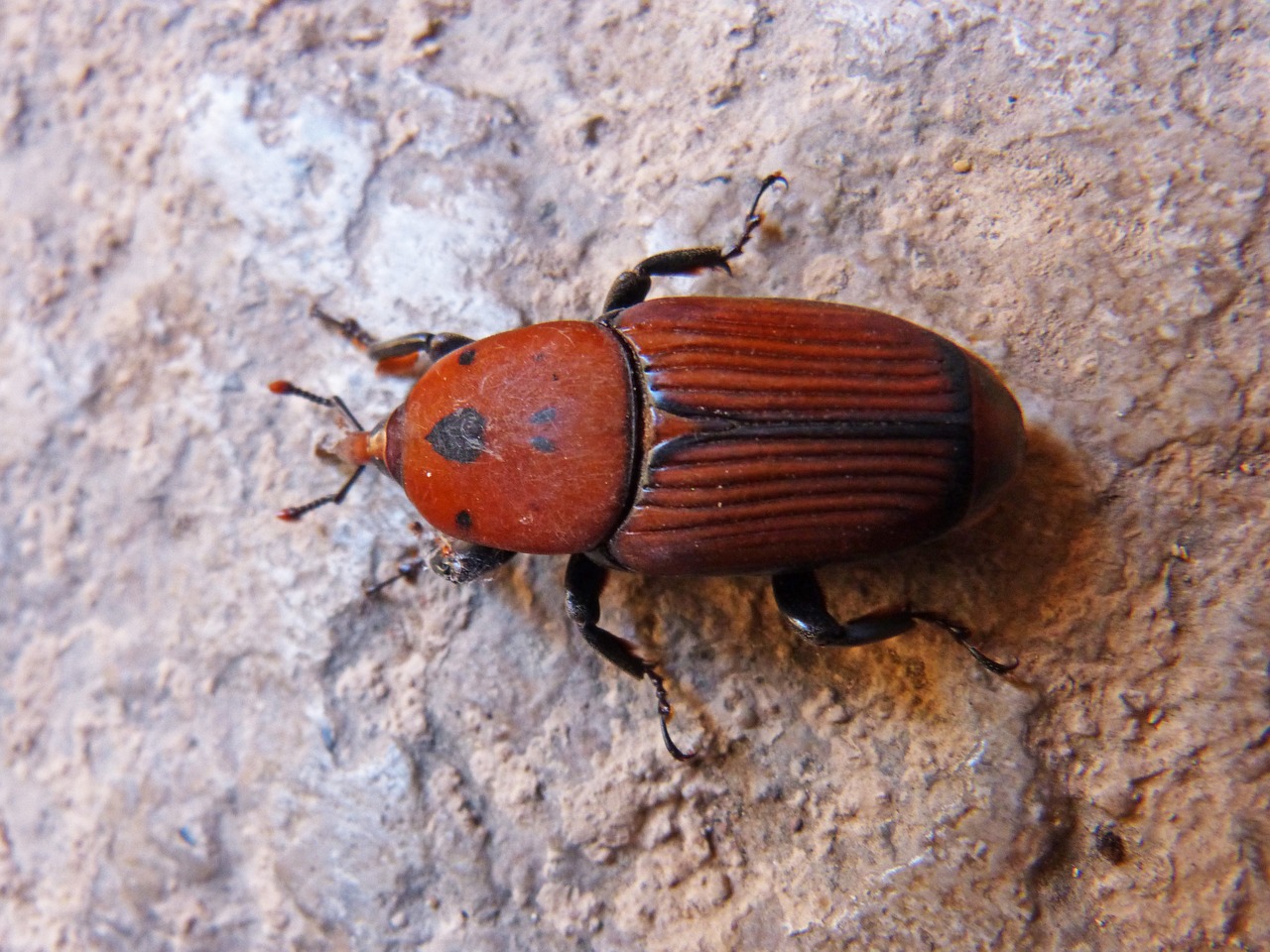 beetle orange grated free photo