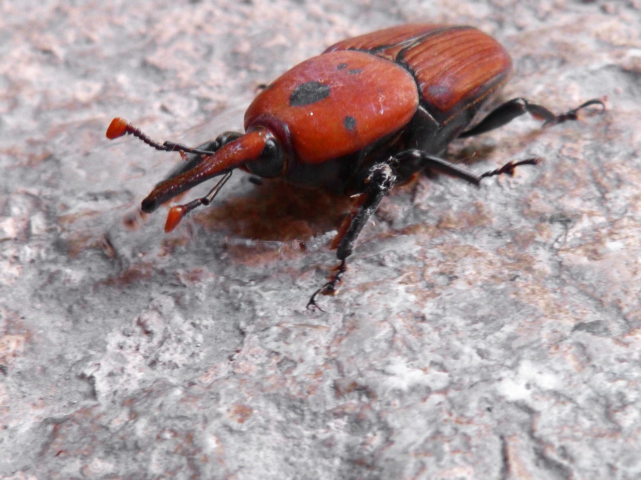 beetle orange grated free photo