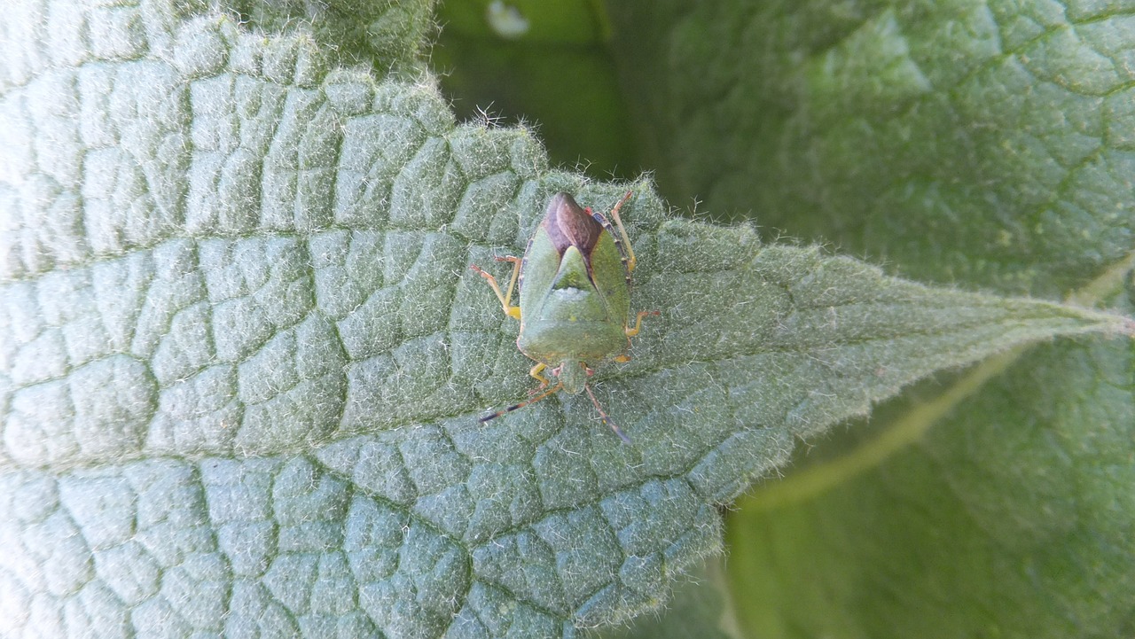 beetle camouflage leaf free photo