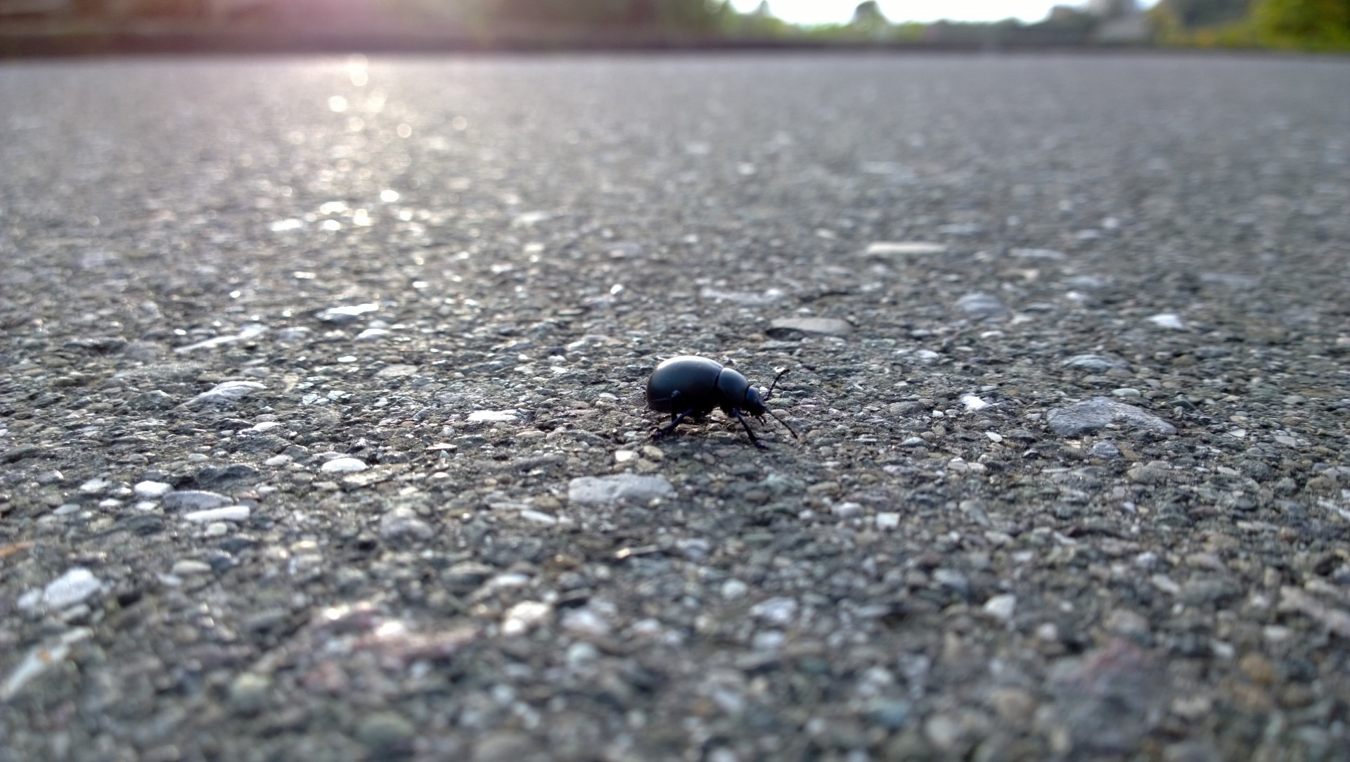 beetle crossing road free photo
