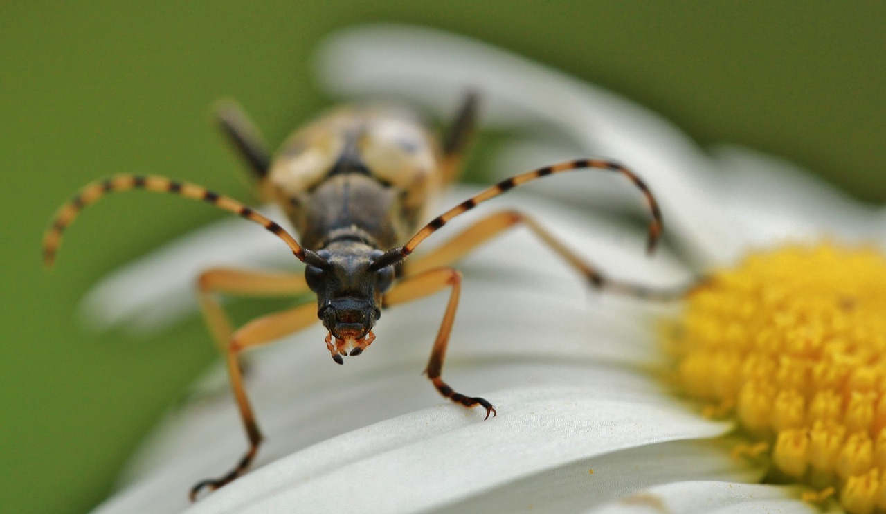 beetle macro insect macro beetle free photo