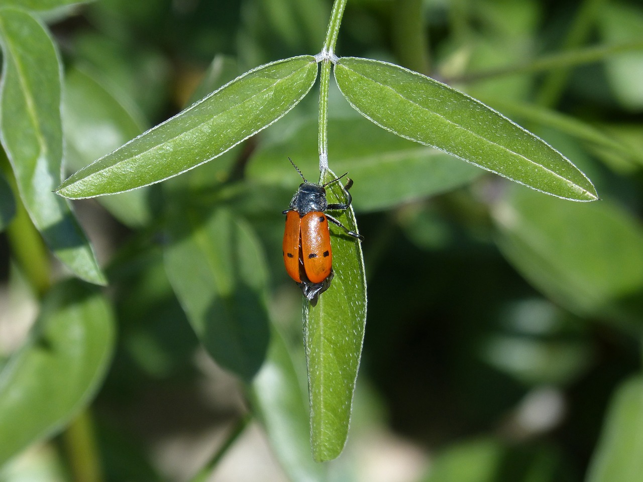 beetle meloideo ladybug mylabris quadripunctata free photo