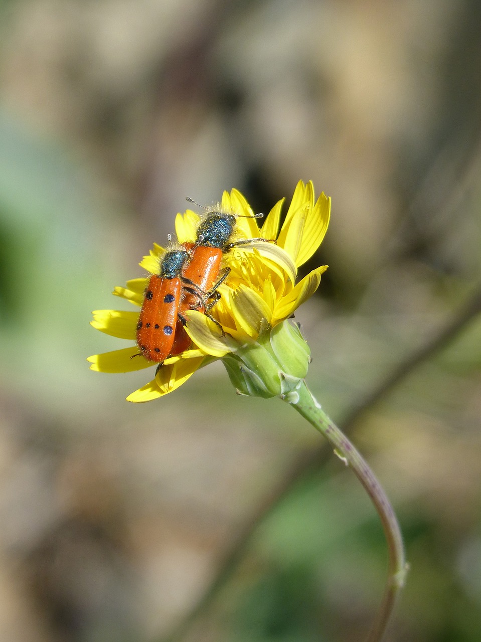 beetle meloideo  false ladybird  insect breeding free photo