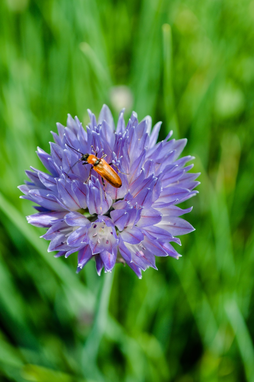 beetle on a flower  insect  beetle free photo