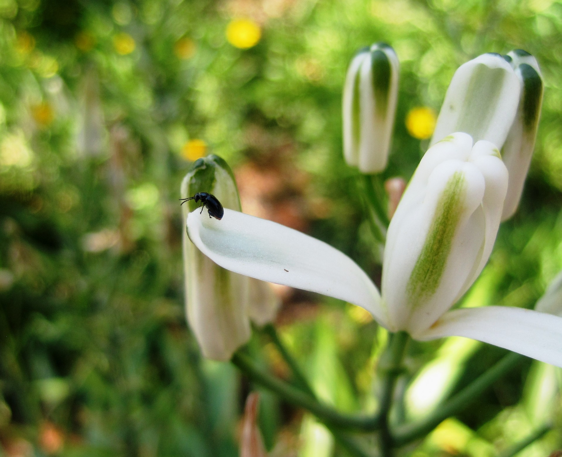 flowers buds beetle free photo