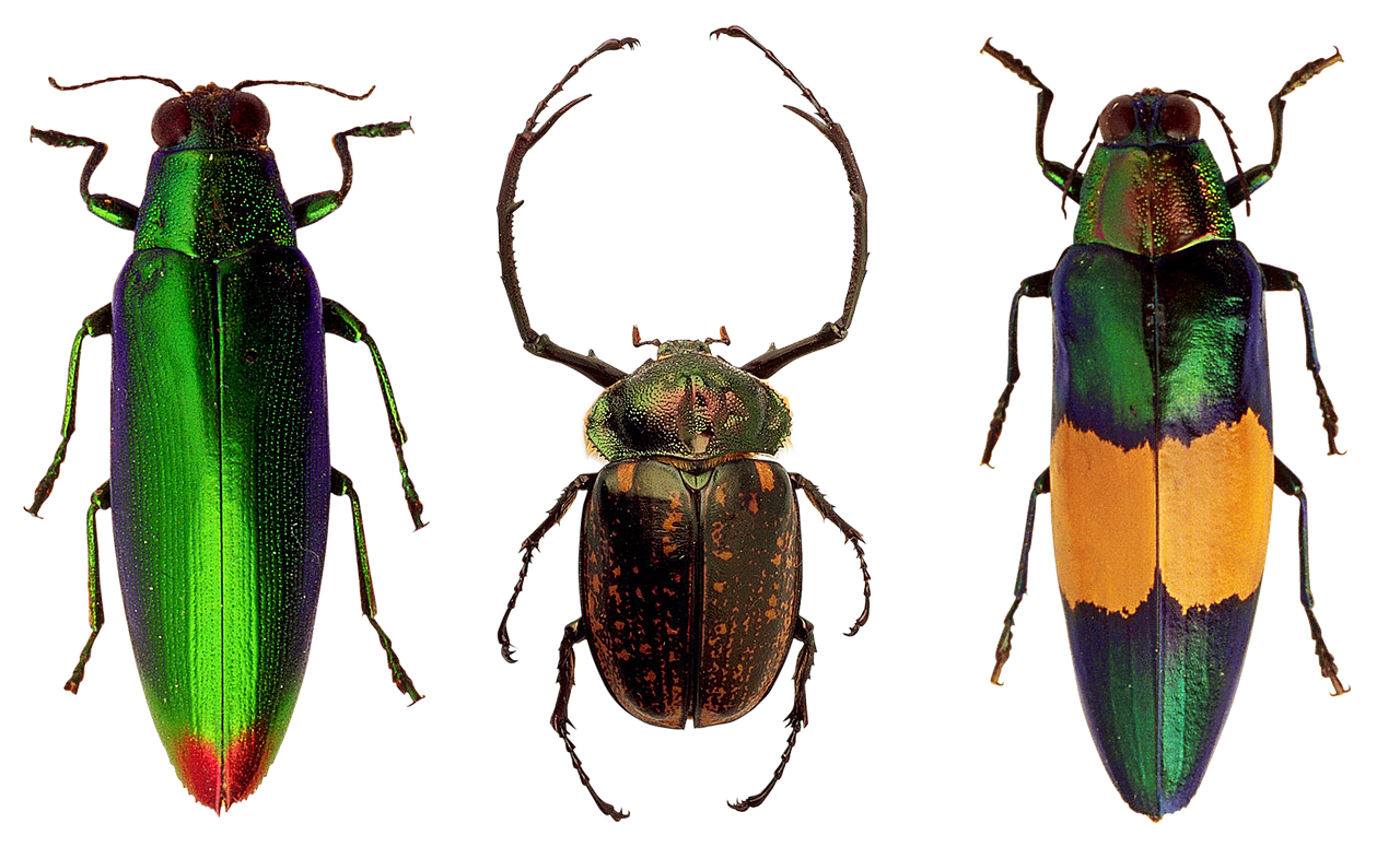 beetles insects nature free photo