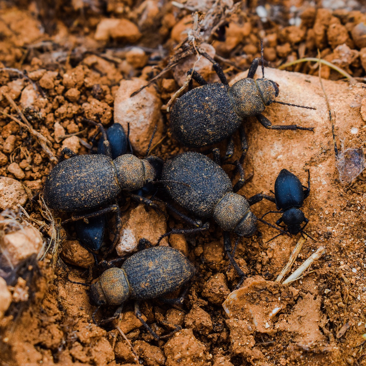 beetles insect nature free photo