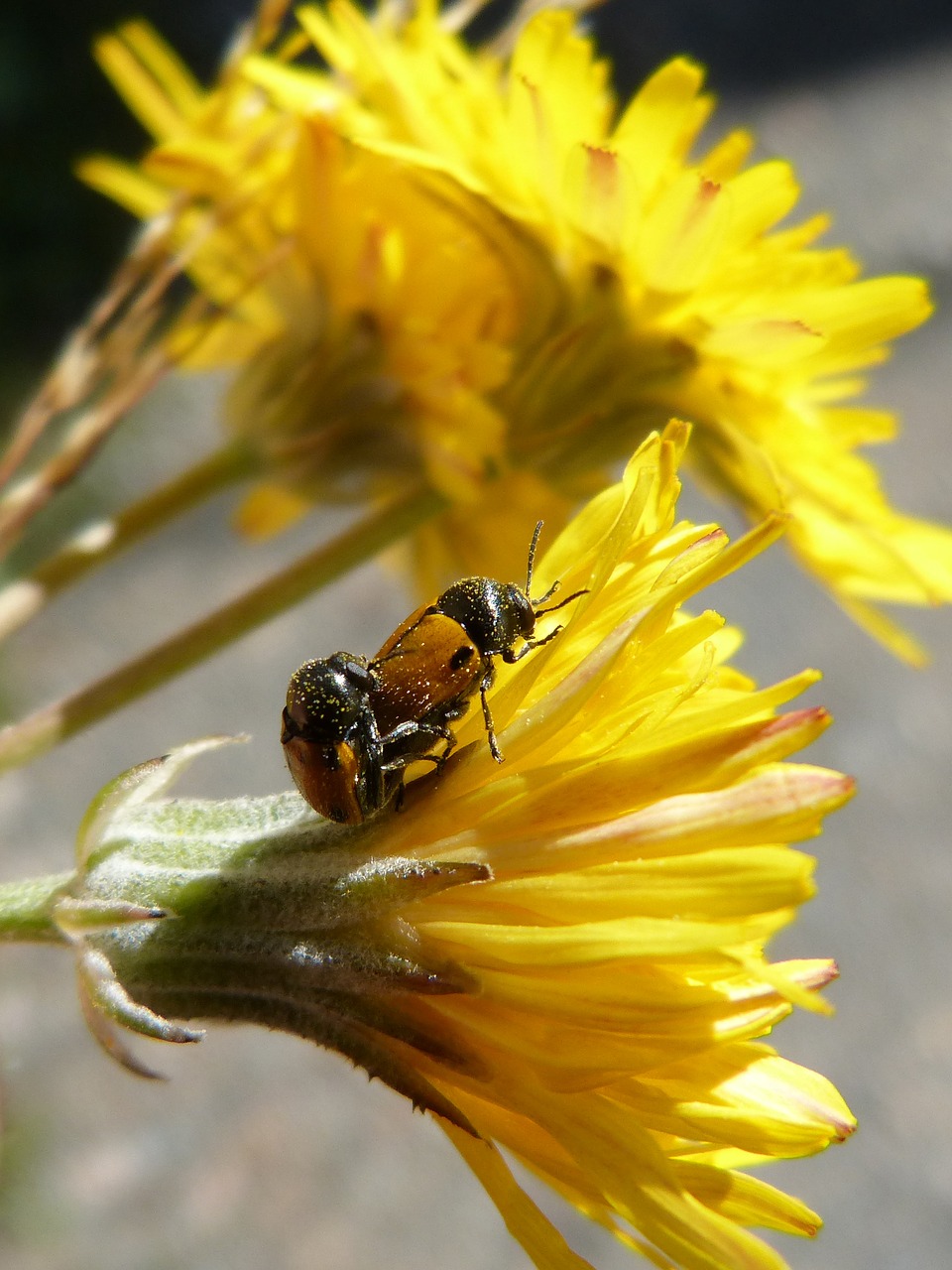 beetles ladybugs copulation free photo