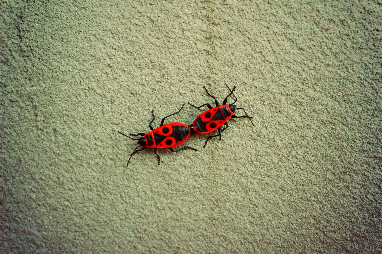 beetles nature spring free photo