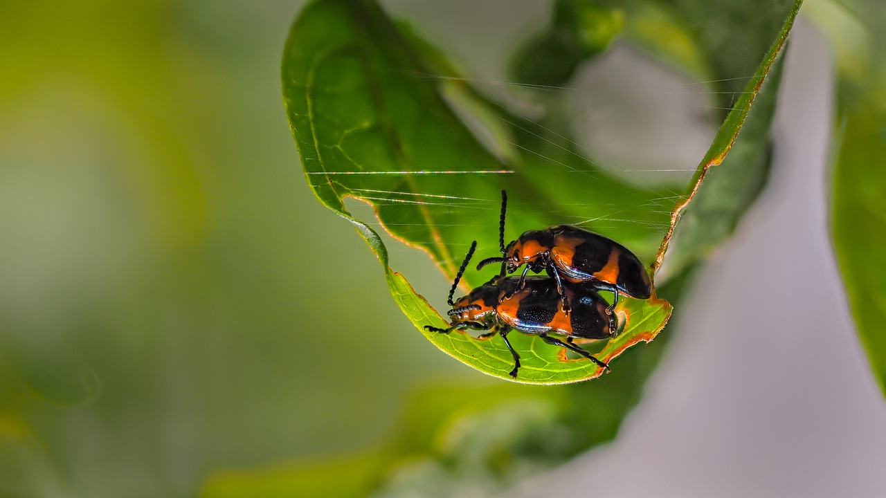 beetles for hanoi free photo