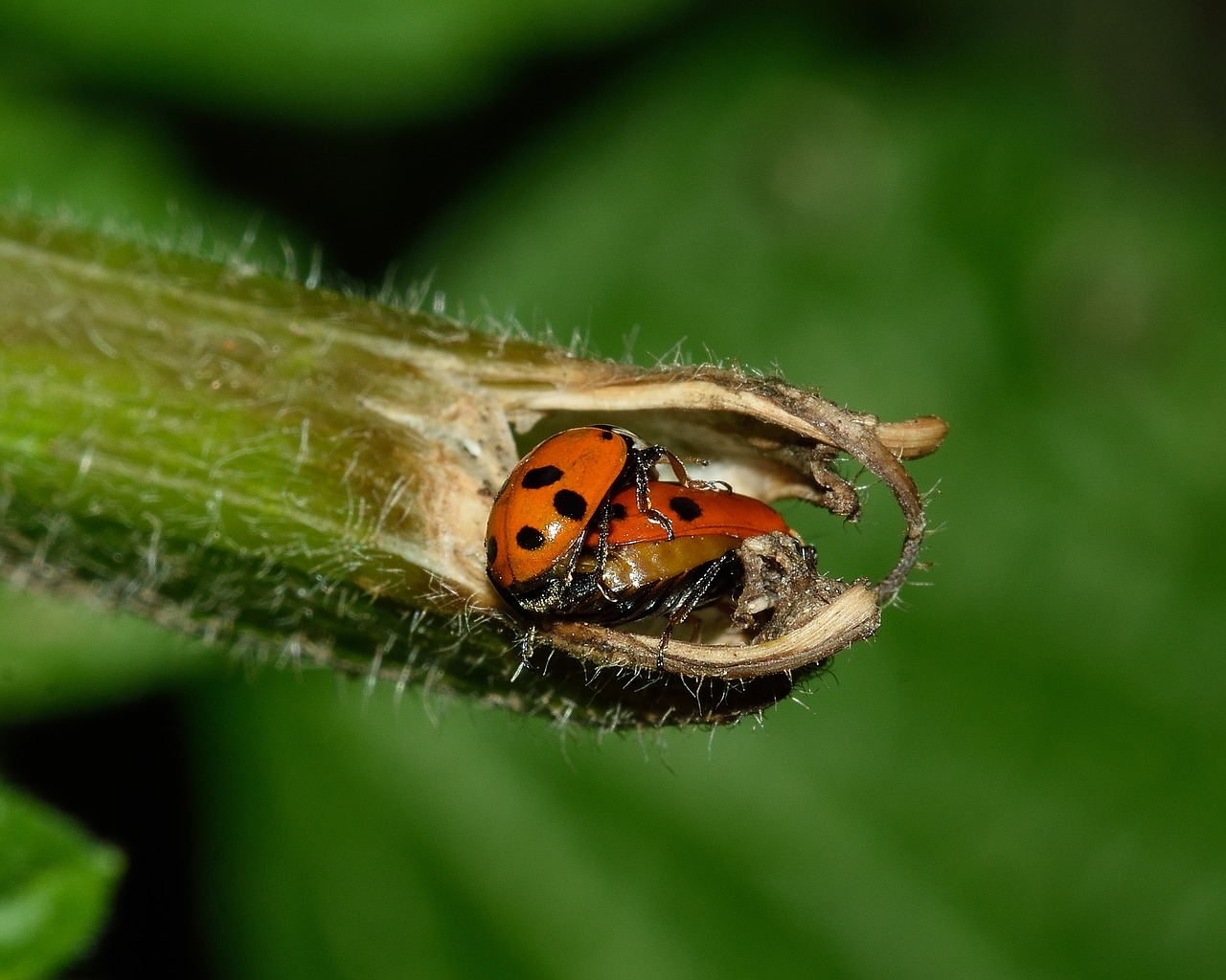 beetles ladybug macro free photo