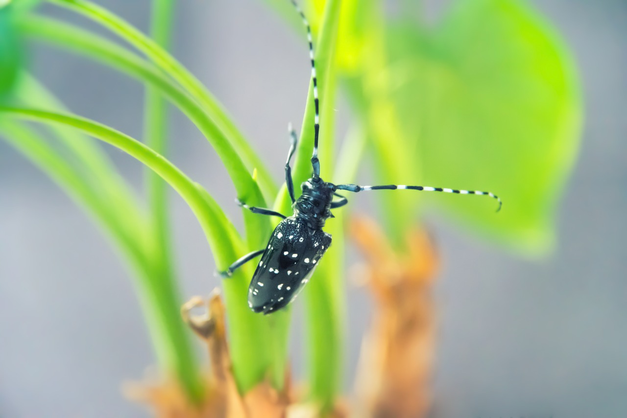 beetles  insect  plant free photo