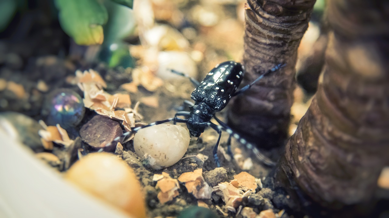 beetles  insect  plant free photo