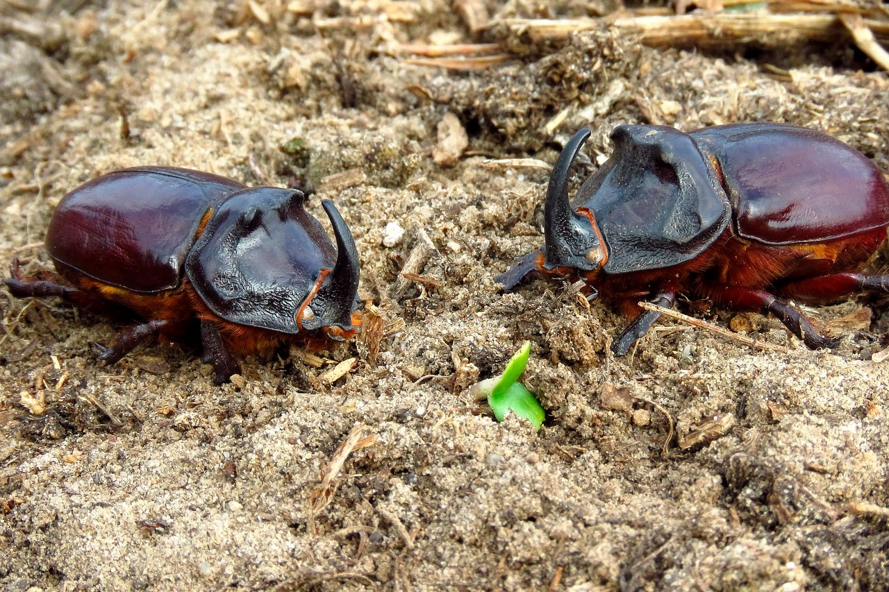 beetles  beetle rhino  insect free photo