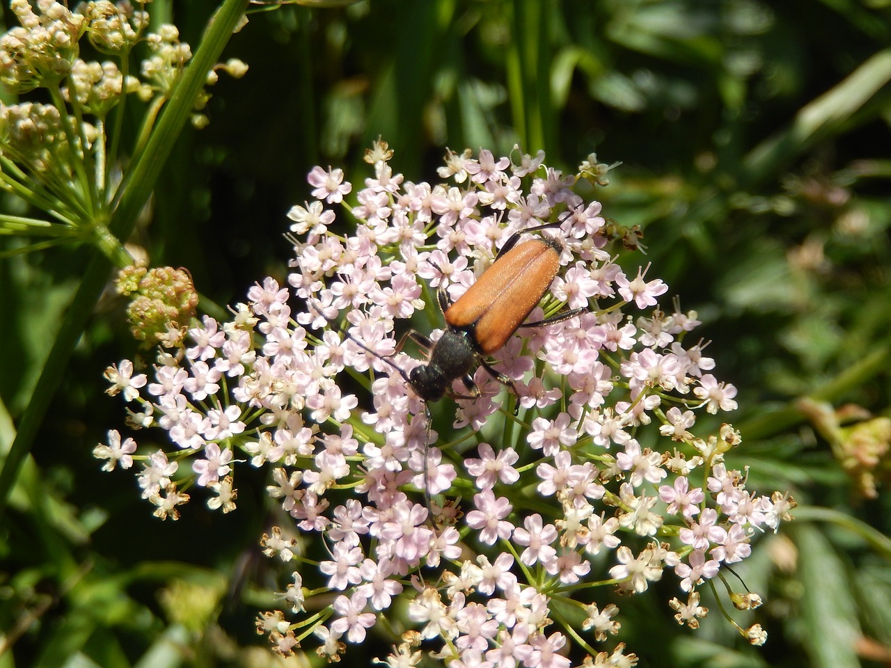 beetles insect macro free photo