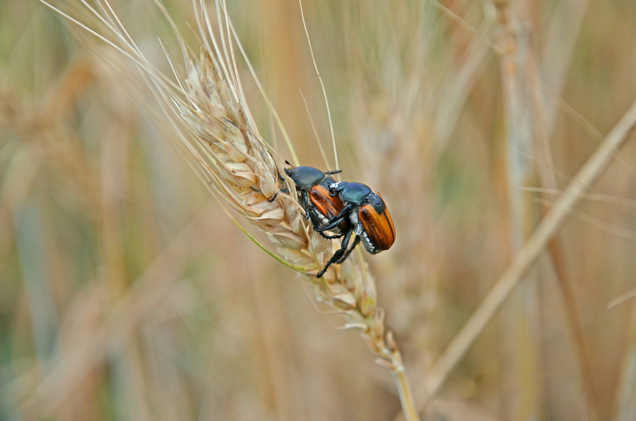 beetles wheat pairing free photo